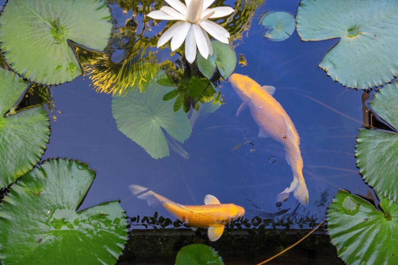 Villa Manuiti, Balinese Luxury Home - Private Swim Spa, Ocean View - Ofyr Bbq - Koi Pond Punaauia  Esterno foto